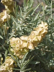 Fourwing Saltbush.htm